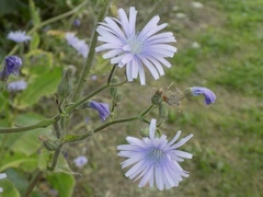 Cicerbita macrophylla uralensis
