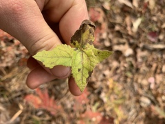 Eupatorium rotundifolium