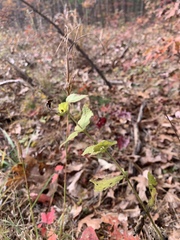 Eupatorium rotundifolium