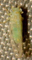 Cacopsylla annulata
