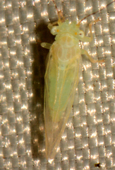 Cacopsylla annulata