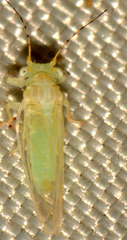 Cacopsylla annulata