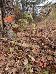 Desmodium rotundifolium