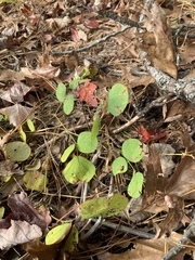 Desmodium rotundifolium