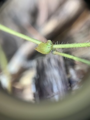Desmodium rotundifolium