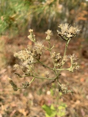 Eupatorium rotundifolium