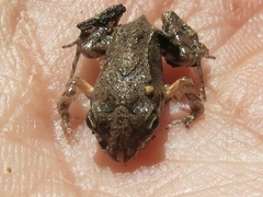 Leptodactylus albilabris