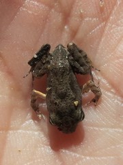 Leptodactylus albilabris