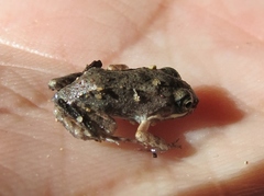 Leptodactylus albilabris