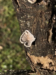 Schizophyllum commune