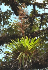 Guzmania diffusa