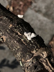 Schizophyllum commune