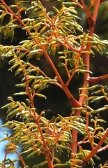 Guzmania diffusa