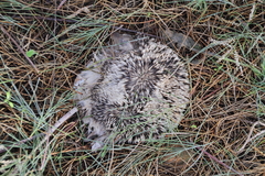 Hemiechinus auritus