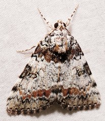 Catocala connubialis