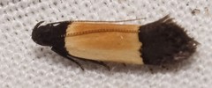 Anacampsis coverdalella