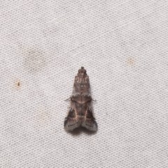Acrobasis vaccinii