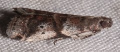 Acrobasis vaccinii