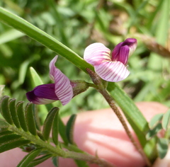 Faboideae