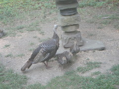Meleagris gallopavo