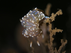Facelina auriculata