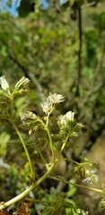 Digitacalia jatrophoides