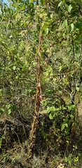Digitacalia jatrophoides