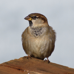 Passer domesticus