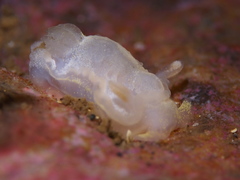 Goniodoris nodosa