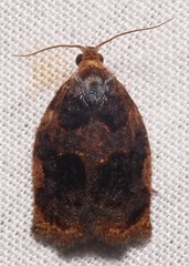 Archips infumatana