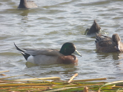 Anas platyrhynchos × Mareca americana