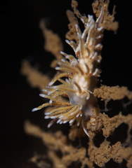 Rubramoena rubescens