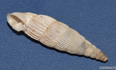 Albinaria lerosiensis