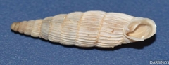 Albinaria lerosiensis