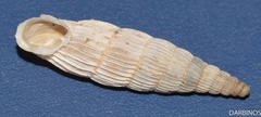 Albinaria lerosiensis