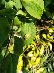 Nezara viridula
