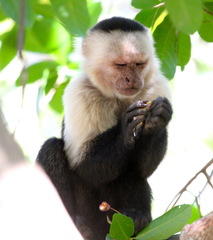 Panamanian White-Faced Capuchin photo 5
