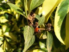 Cycloneda sanguinea