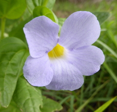 Thunbergia natalensis