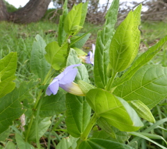 Thunbergia natalensis