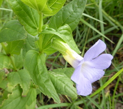 Thunbergia natalensis