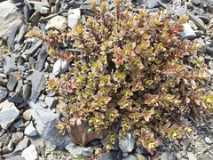 Epilobium porphyrium