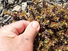 Epilobium porphyrium