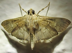 Microthyris prolongalis