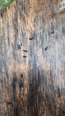 Tachinus subterraneus