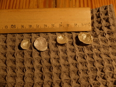 Heteranomia squamula