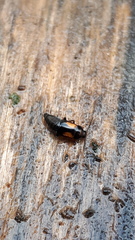 Tachinus subterraneus