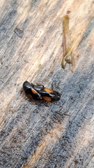 Tachinus subterraneus