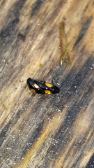 Tachinus subterraneus