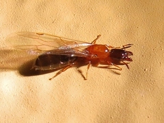 Myrmelachista ramulorum